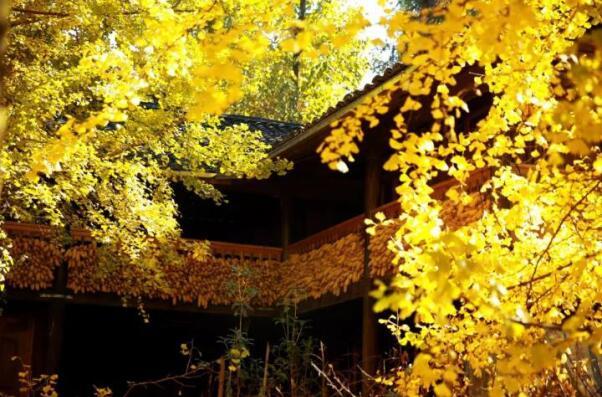 在最美的季節(jié)遇見你 雅居樂“上山下?！斌w驗(yàn)行